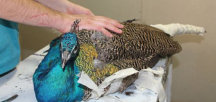 Знижки у мережі ветеринарних клінік «Звірятко» у Дніпрі
