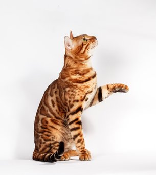Purebred Bengal kittens in the Odessa cattery ADesaDiamond with delivery across Ukraine. Buy at a discount.1