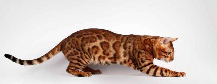 Purebred Bengal kittens in the Odessa cattery ADesaDiamond with delivery 3Ukraine. Buy at a discount.