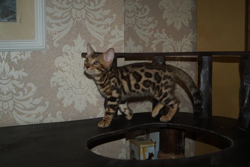 Purebred Bengal kittens in the Odessa cattery ADesaDiamond with delivery across Ukraine. Buy at a discount.28