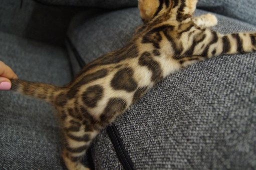 Purebred Bengal kittens in the Odessa cattery ADesaDiamond with delivery across Ukraine. Buy at a discount.35