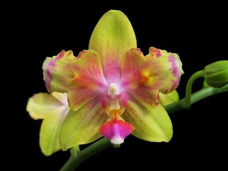 Phalaenopsis in the online store «TsvetOk» in the Dnieper. Buy on stock.