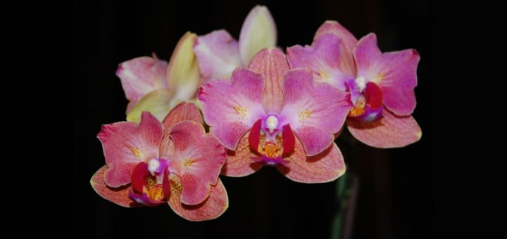 Orchids Phal. Milou Smile in the Cvetok online store in Dnipro. Buy at a discount.