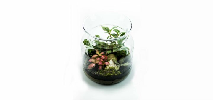 Рослини в акваріумі від студії флористики та дизайну «Mini-Svit» у Києві. Замовляйте зі знижкою.