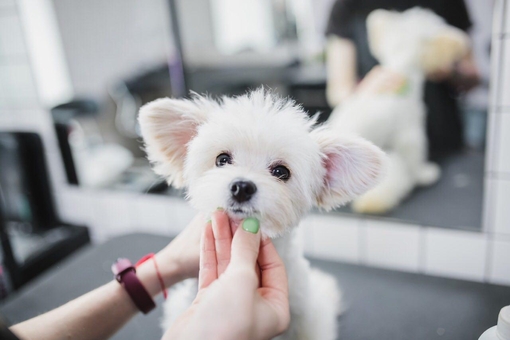 Грумінг barber pet в києві. замовляти по акції