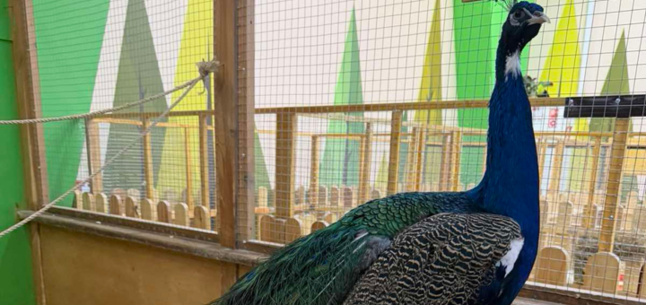 Зоопарк City Zoo в Одессе, скидка на посещение
