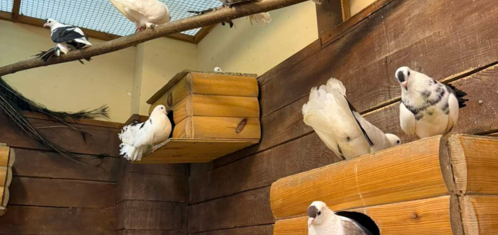 Зоопарк City Zoo в Одессе, скидка на посещение
