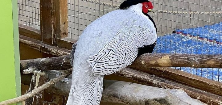 Зоопарк City Zoo в Одессе, скидка на посещение