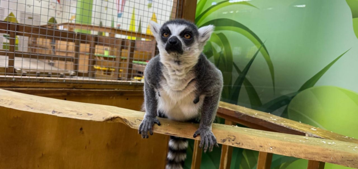 Зоопарк City Zoo в Одессе, скидка на посещение