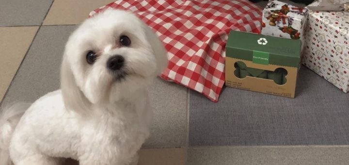 Грумінг салон Pets Space у Львові