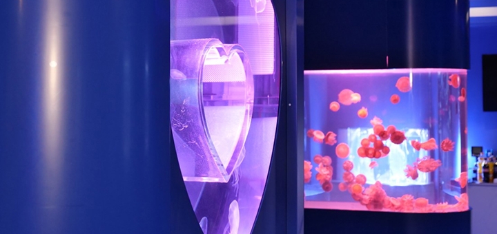 Jellyfish Museum in Kyiv, buy tickets