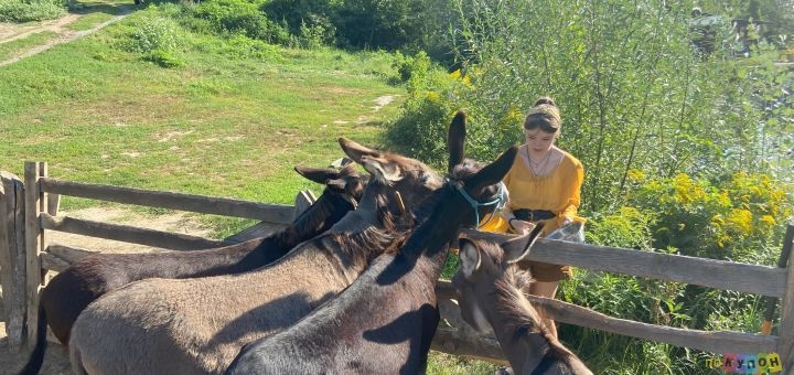 Osloff donkey farm near Kiev, donkey against the sky