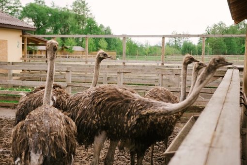 Yasnogorodka Family Ecopark. Ostrich farm 2