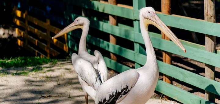 Yasnogorodka Family Ecopark, Zoo