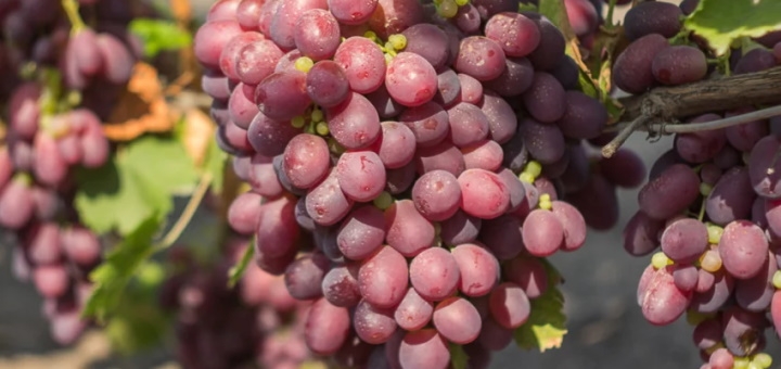 Винодельня Berezhnyi Winery под Киевом