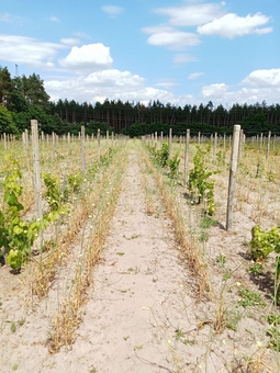 Berezhnyi Winery near Kyiv