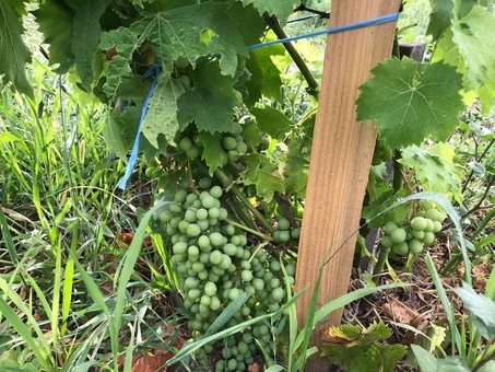 Berezhnyi Winery near Kyiv