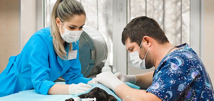 Veterinary surgery at the prohvost veterinary center in Dnipro. Pay for the treatment of your pet for a promotion.