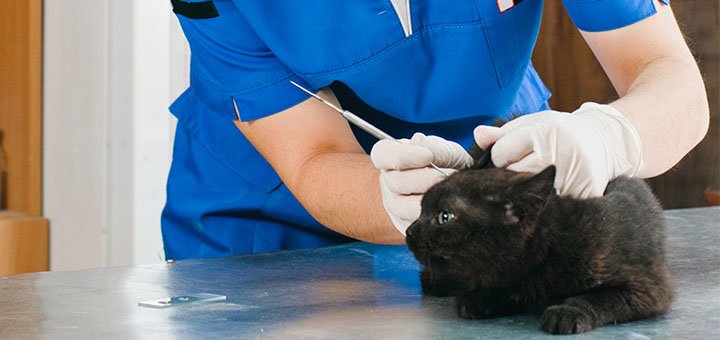 Vaccination of animals at the Prokhvost clinic in the Dnieper. make an appointment with a pet at a discount.