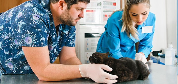 Consultation and examination of the animal by a veterinarian at the Prokhvost clinic in Dnipro. Make an appointment for the promotion.