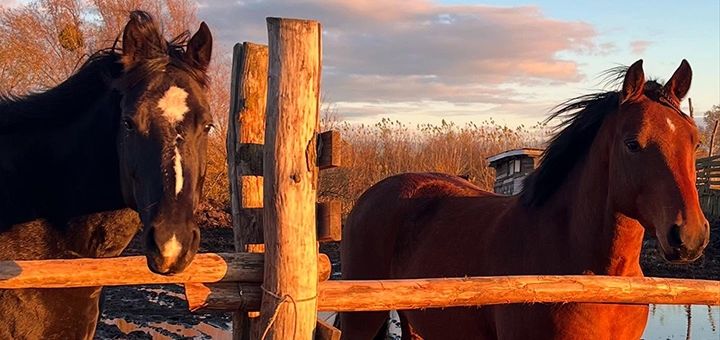 Svoboda Equestrian Center. Visit with a special offer of 3.