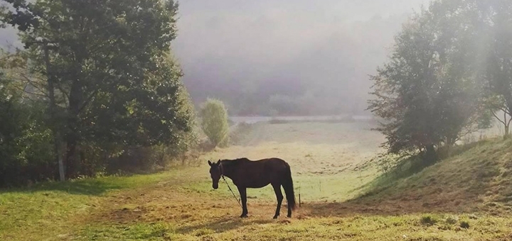 Shenkel Equestrian Club. Visit with a special offer of 12