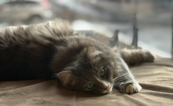 Murcota Cat Cafe. Visit with special offer 21