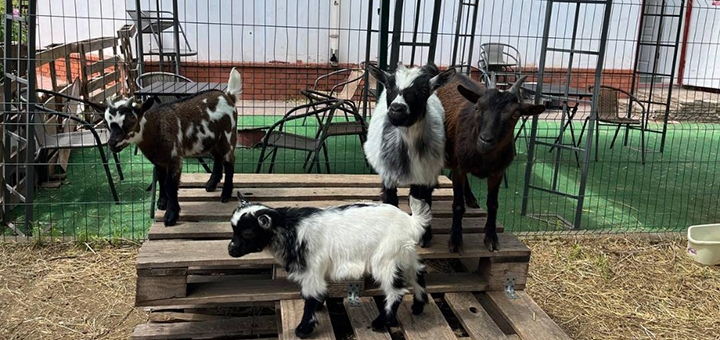 Reset, a Cameroon goat café. Visit with a special offer of 6.