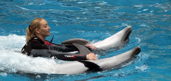 Discounts for swimming with dolphins in &quot;nemo&quot;