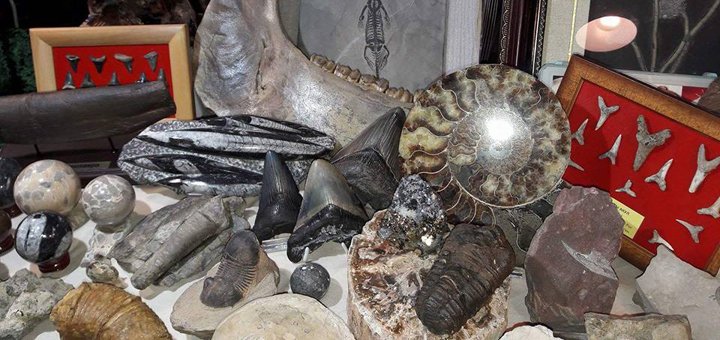 Клуб палеонтологии «Paleomax» со скидками на билеты в Киеве 3