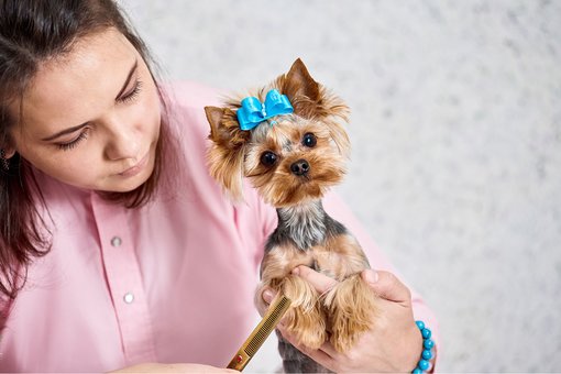 Dog grooming at the Prokhvost veterinary clinic in Dnipro. Sign up your pet for a haircut for a promotion.