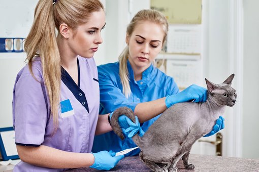 Examination of the Dnepr cat at the Prokhvost clinic. Sign up for the promotion.