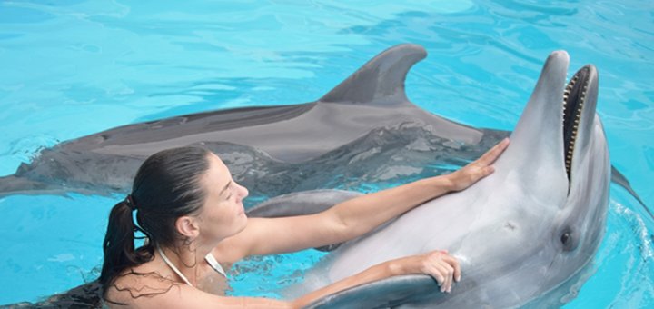 Swimming in the pool with dolphins at the Nemo Dolphinarium. Buy at a discount.